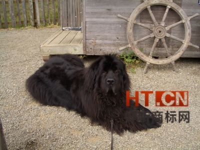 商标转让.jpg 商标转让