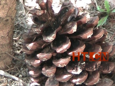 商标转让.jpg 商标转让