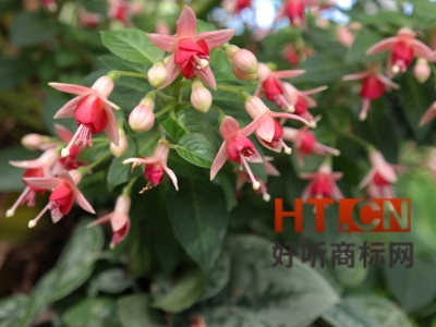 商标转让.jpg 商标转让