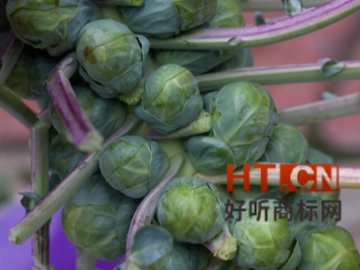 商标转让.jpg 商标转让