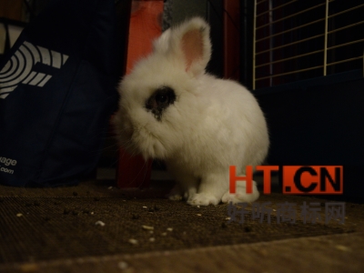 商标转让.jpg 商标转让