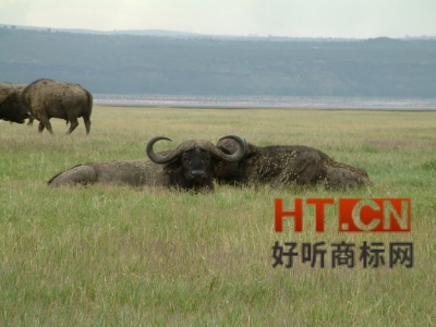 商标转让.jpg 商标转让