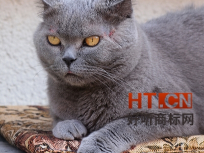 商标转让.jpg 商标转让