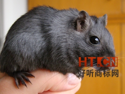 商标转让.jpg 商标转让