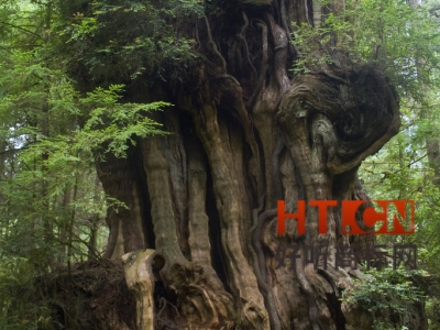 商标转让.jpg 商标转让