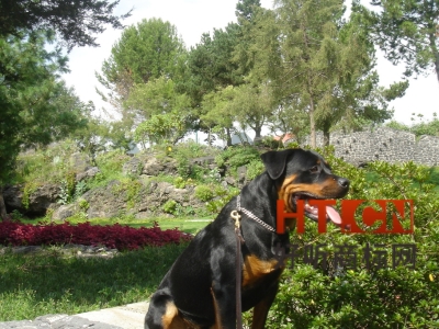 商标转让.jpg 商标转让