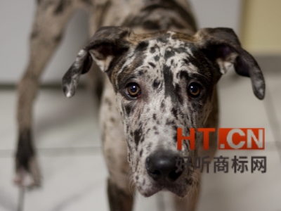 商标转让.jpg 商标转让