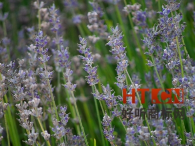 商标水果是属于哪一类