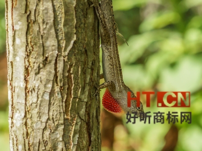 使用未注册商标有什么要求?