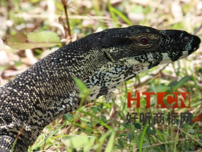 商标注册是注册黑白的好还是指定颜色的好?