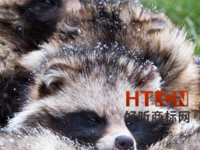 商标转让给个人有什么要求？