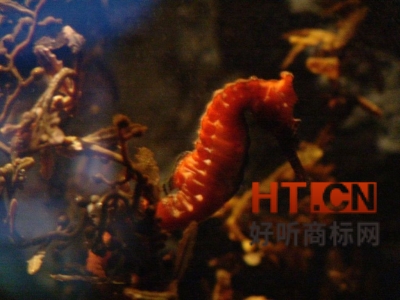 公司商标与个人商标有什么区别?