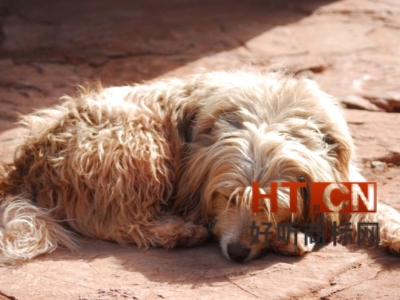 申请注册集体商标要提供哪些手续？