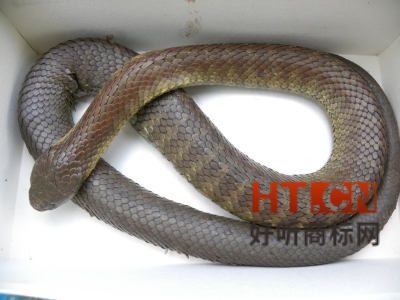 商标注册人地址未迁移，但因行政区划或道路改名，是否需要办理地址的变更？