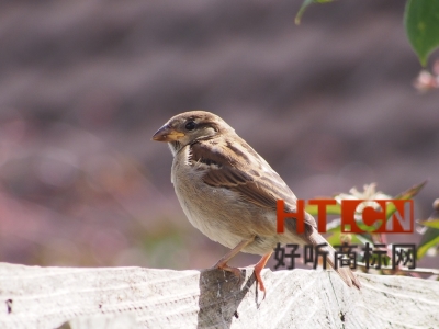 核准商标买卖证明丢失是否需要补办？