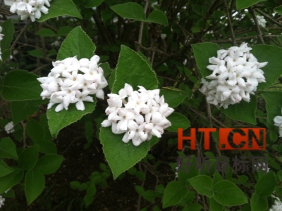 商标转让.jpg 商标转让