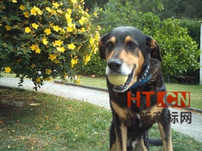 商标转让.jpg 商标转让