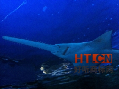 商标转让.jpg 商标转让