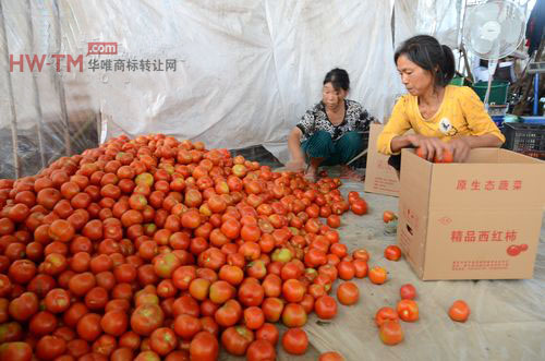 西红柿注册商标