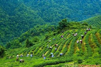 安溪县铁观音地理标志证明商标