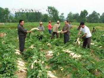 龙山萝卜获国家地理标志证明商标