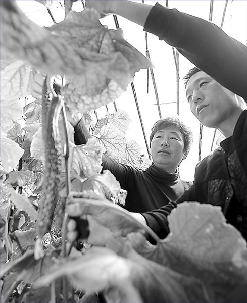 “普春”牌商标