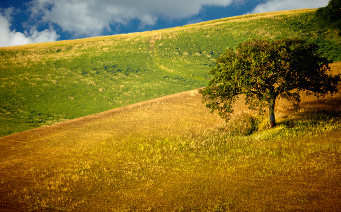 商标转让 商标转让
