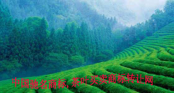 中国驰名商标名单茶叶买卖商标转让网.jpg