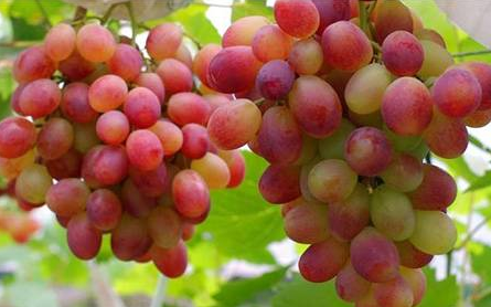 是什么使得马陆葡萄能成为品牌商标? 是什么使得马陆葡萄能成为品牌商标?