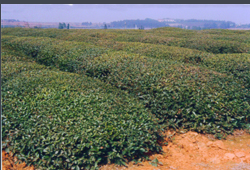 “生米”商标注册后为什么没人用捏? 商标转让网