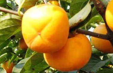 于都盒柿成地理标志证明商标-商标转让网惊呆啦! 于都盒柿成地理标志证明商标-商标转让网惊呆啦!