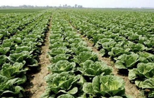 “大民屯白菜” 获批注册国家地理标志证明商标-商标转让网.jpg