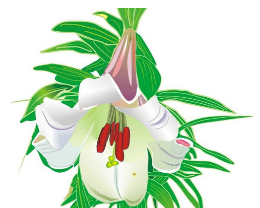 假冒商标不止 百合生物商标维权终获胜！.png