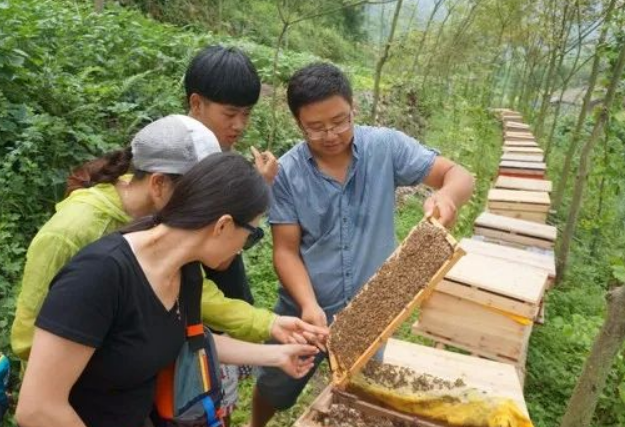 什邡养蜂小伙遭遇国际商标纠纷.png