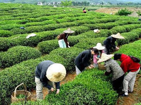 “古丈绿茶”荣获地理标志证明商标