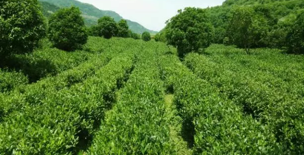 1528099908783223.png QQ图片20180604161108.png