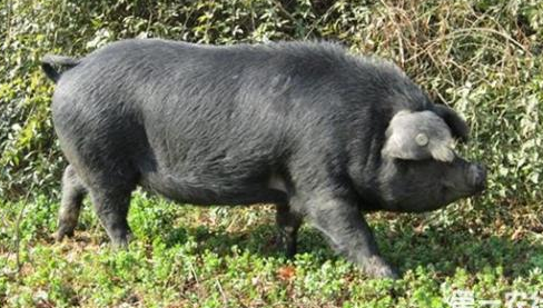 1530699536415374.png 741.png