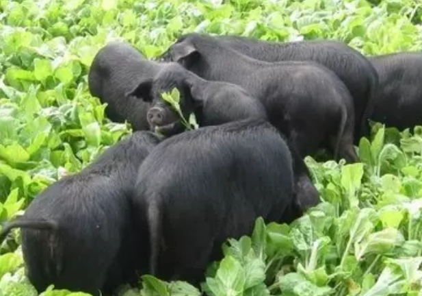 1534905705678434.png 1.png