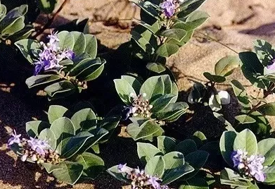 1535423462305222.png 3.png