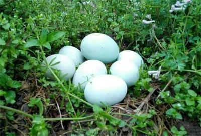 1542246672615347.jpg tgruytiuyoki.jpg