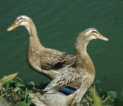 1543383604313555.png 1.png