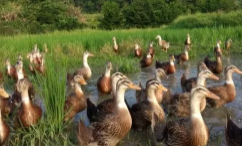 1543383616793612.png 2.png