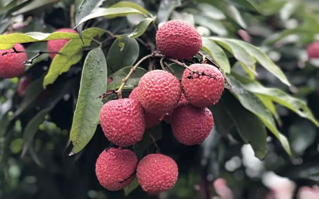 1544061589683763.png QQ图片20181206095935.png