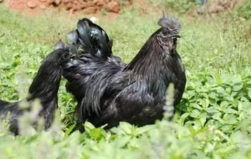 1547169224503564.png 1.png