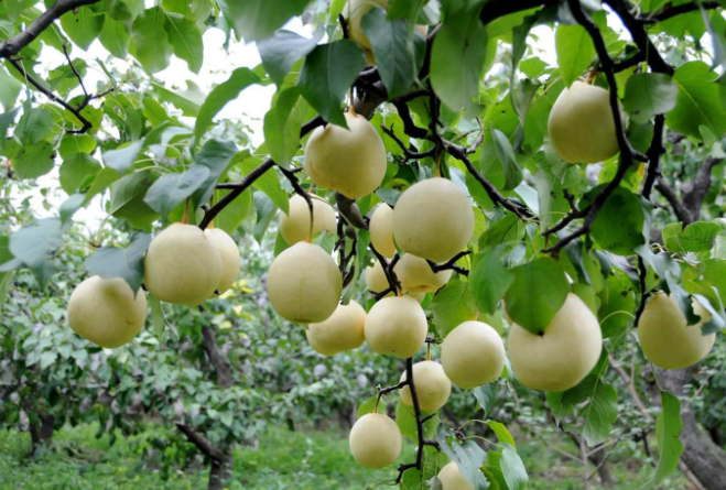 1547169440488578.png 1547169440488578.png