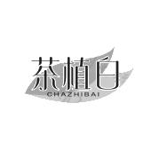茶植白