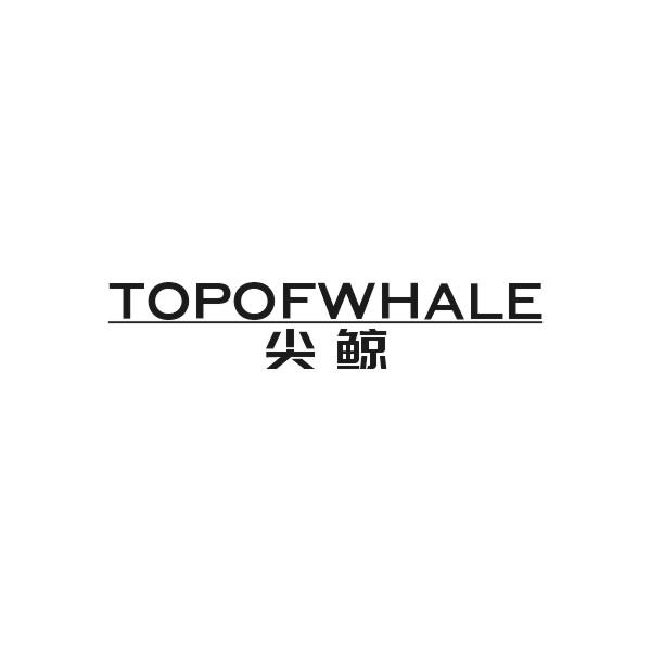 尖鲸 TOP OF  WHALE