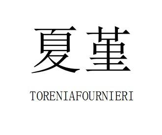 夏堇 TORENIAFOURNIERI
