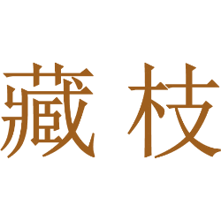 藏枝