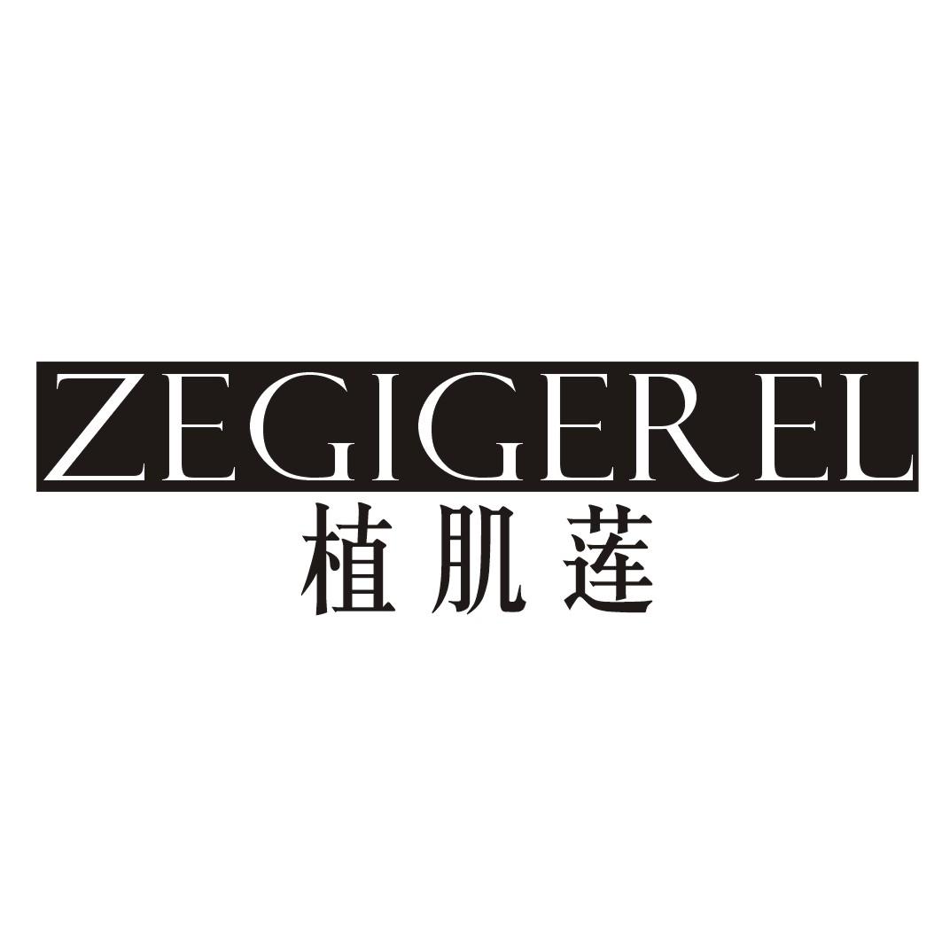 植肌莲 ZEGIGEREL